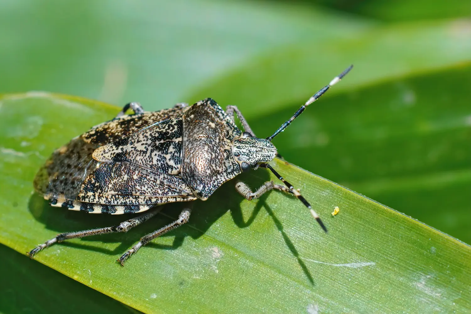 A mottled brown and grey shield bug with a distinctive broad, flat body rests on a vibrant green leaf at Marguerite Rose's Devon flower farm.