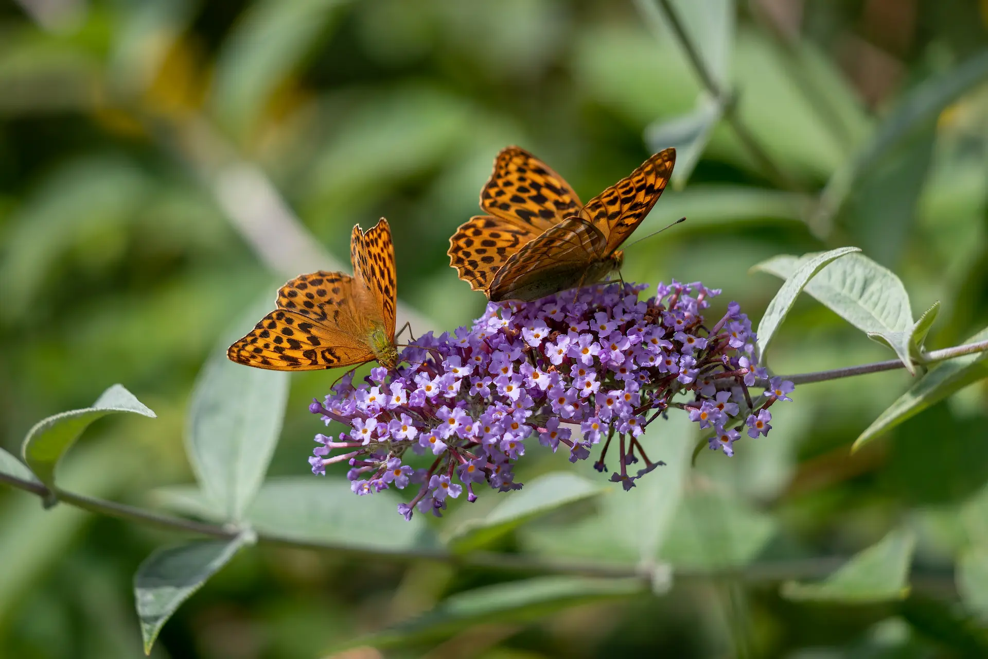 Two vibrant orange Silver-washed Fritillary butterflies resting on a purple buddleia flower at Marguerite Rose's Devon flower farm.