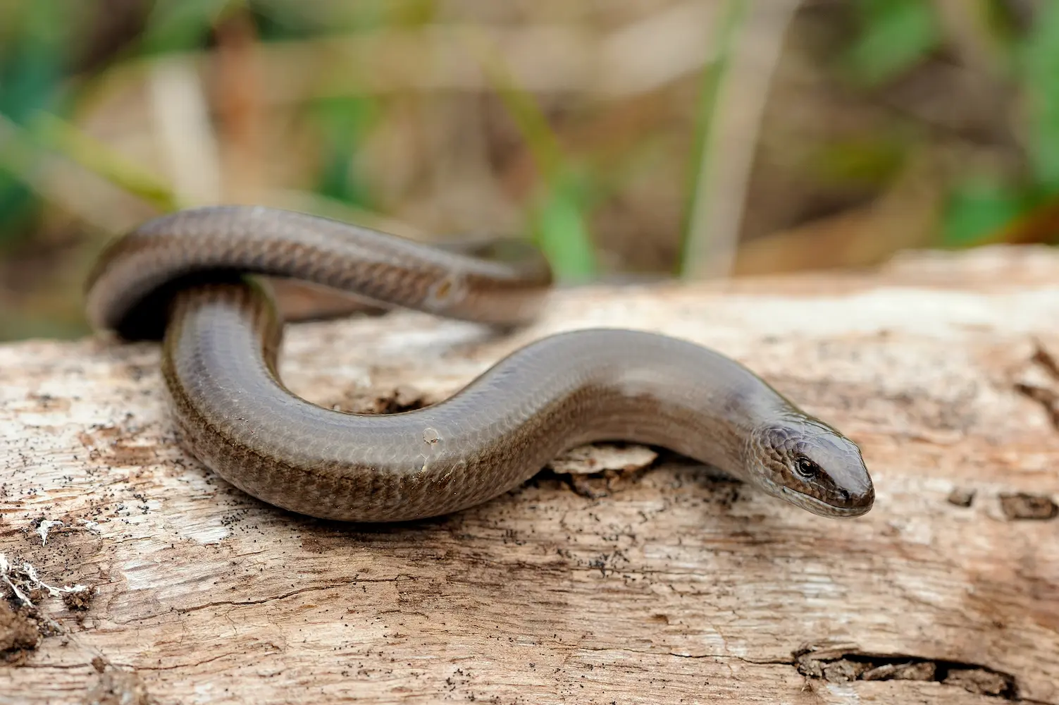 A glossy brown slow worm, resembling a small snake, rests coiled on a piece of light-colored dead wood at Marguerite Rose's Devon flower farm.