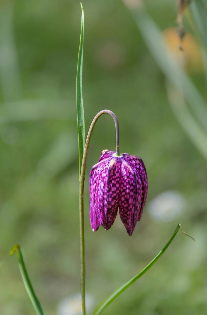 A purple checkered Snake's Head Fritillary flower nodding on a slender stem in a meadow in Devon