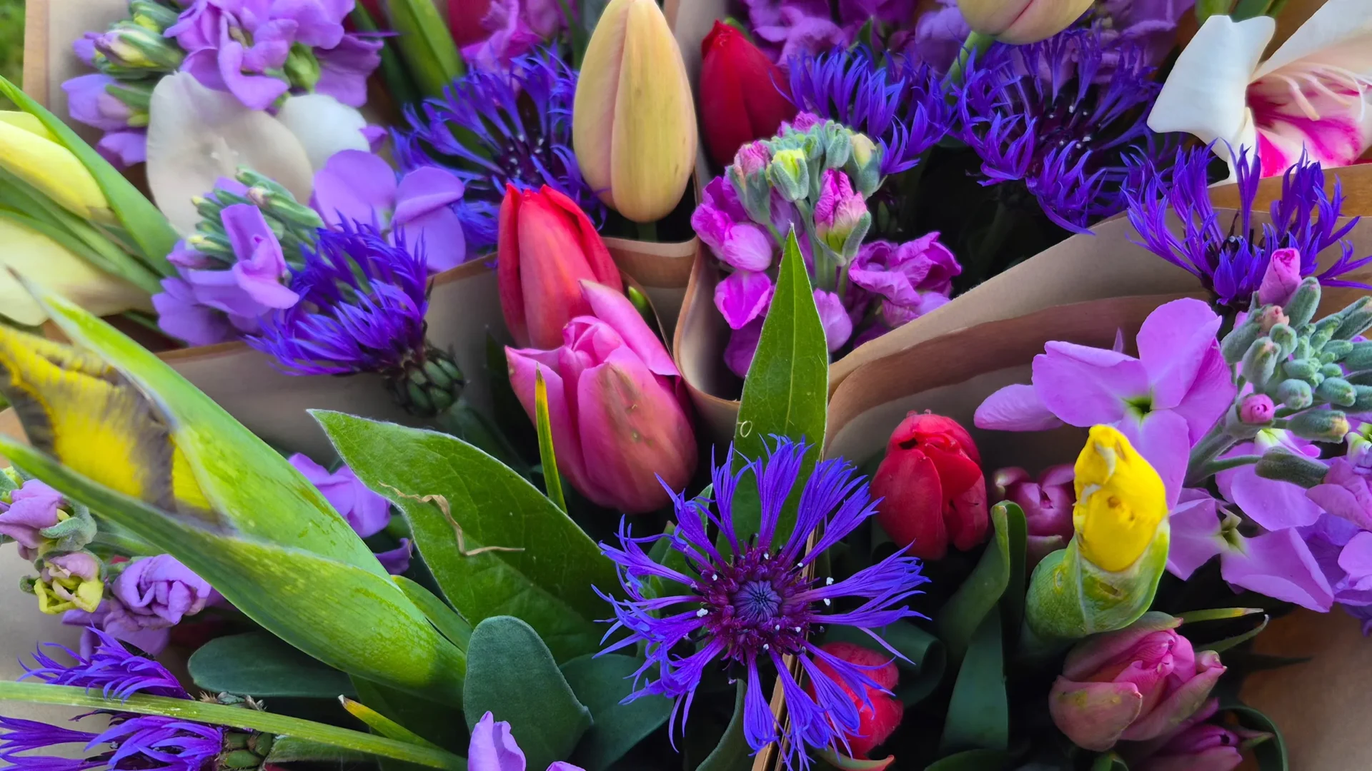 Vibrant seasonal flower bouquet by Marguerite Rose, featuring purple cornflowers, pink tulips, and lilac stocks, grown on a Devon flower farm