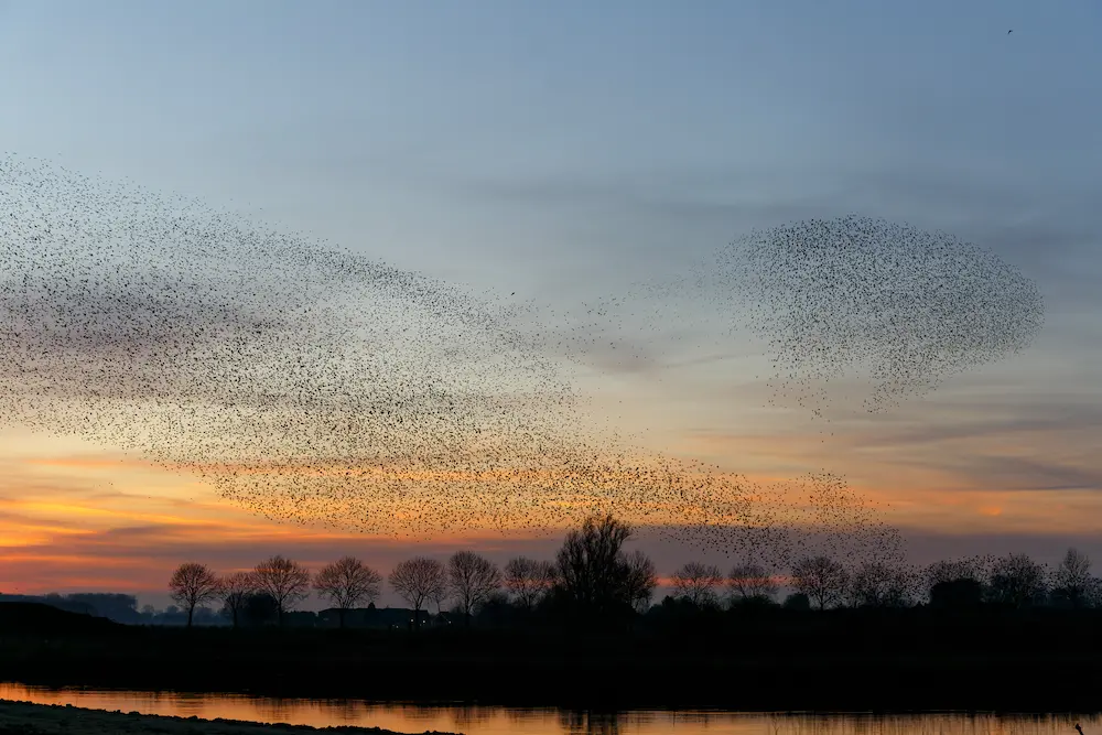 A breathtaking starling murmuration forming intricate patterns against an orange and blue sunset sky over a body of water and trees, near Marguerite Rose's Devon flower farm.