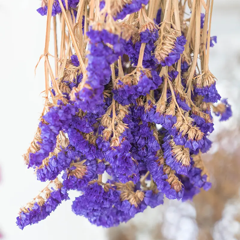 Dried purple Statice flowers for Autumn dried flower arrangements from Marguerite Rose Devon flower farm.