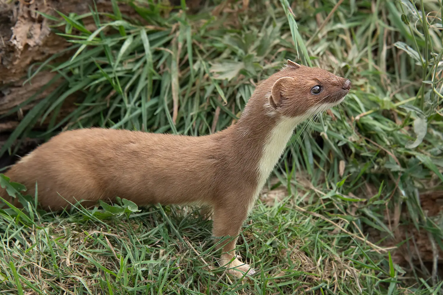 A slender, brown stoat with a white underside stands alert in green grass near a log, looking right, on Marguerite Rose's Devon flower farm.