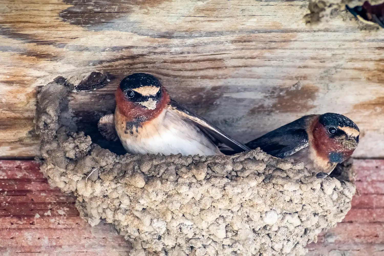 Two barn swallows in a mud nest at Marguerite Rose's Devon flower farm, catching insects.