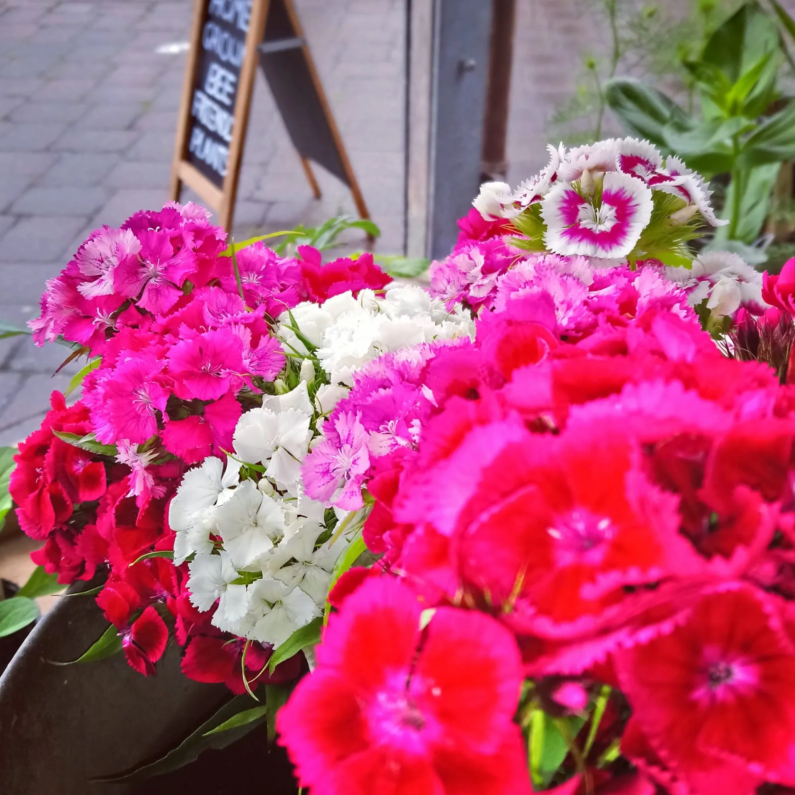 Vibrant bouquets of freshly cut pink, fuchsia, and white Sweet William flowers from Marguerite Roses, Devon.