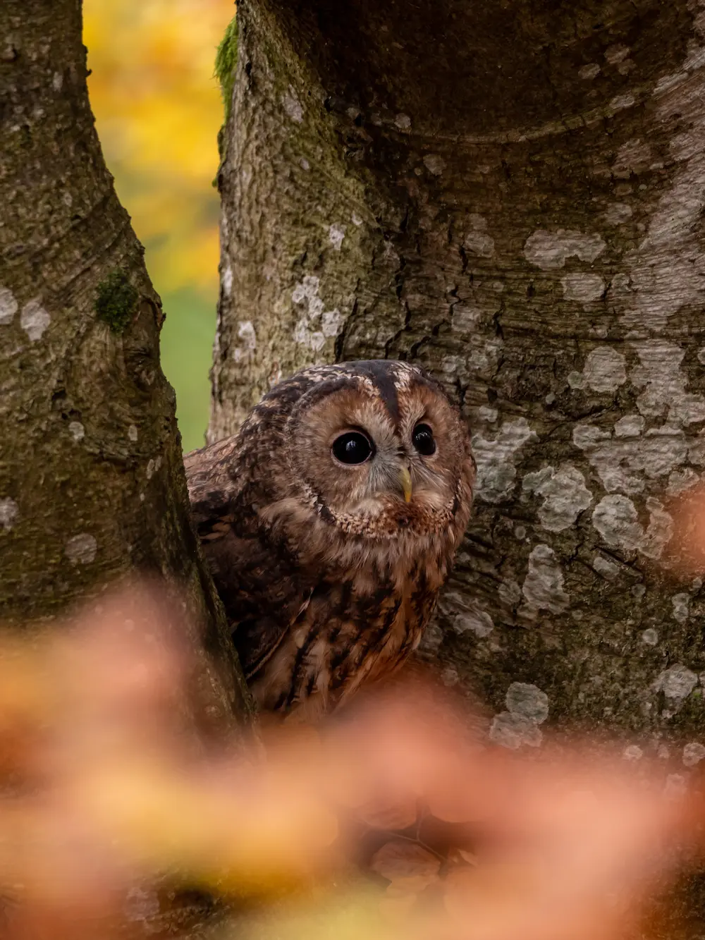 A brown Tawny Owl with large dark eyes peeks from behind a tree trunk, with blurred autumn foliage in the background, at Marguerite Rose's Devon flower farm.