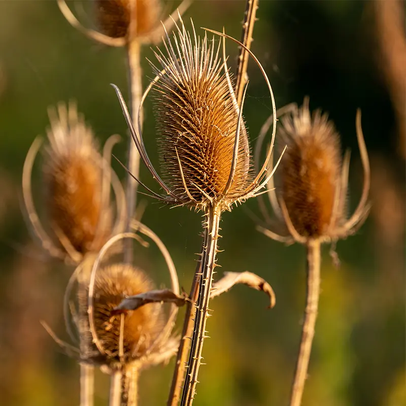 Dried brown Teasels for Autumn dried flower arrangements from Marguerite Rose Devon flower farm.