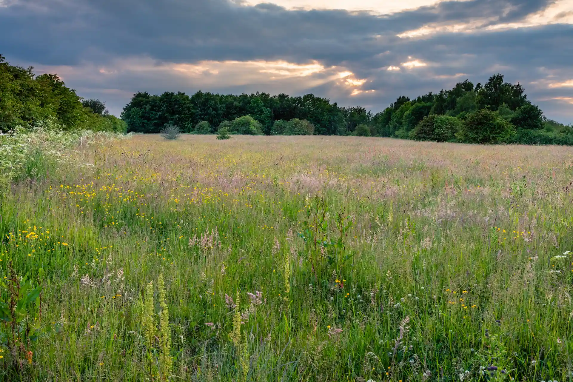 Expansive wild flower meadow in the British countryside under a dramatic sky, representing the rich biodiversity and natural healing potential of UK flora.