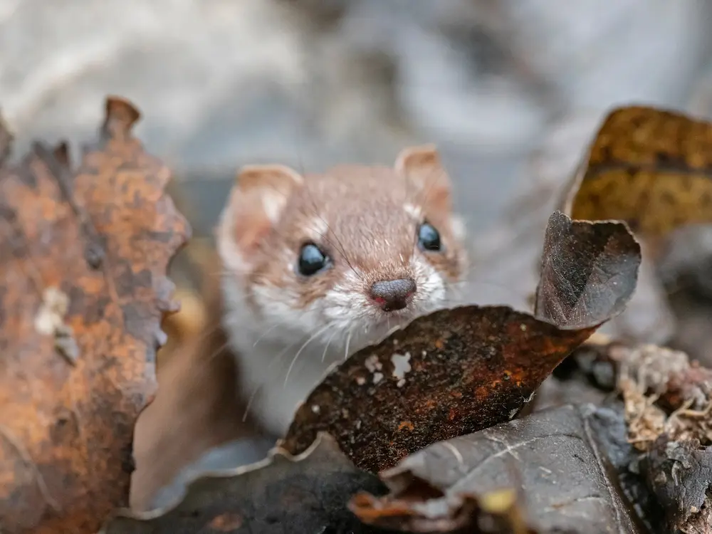 A small, curious weasel peeking through autumn leaves on the ground at Marguerite Rose's Devon flower farm.