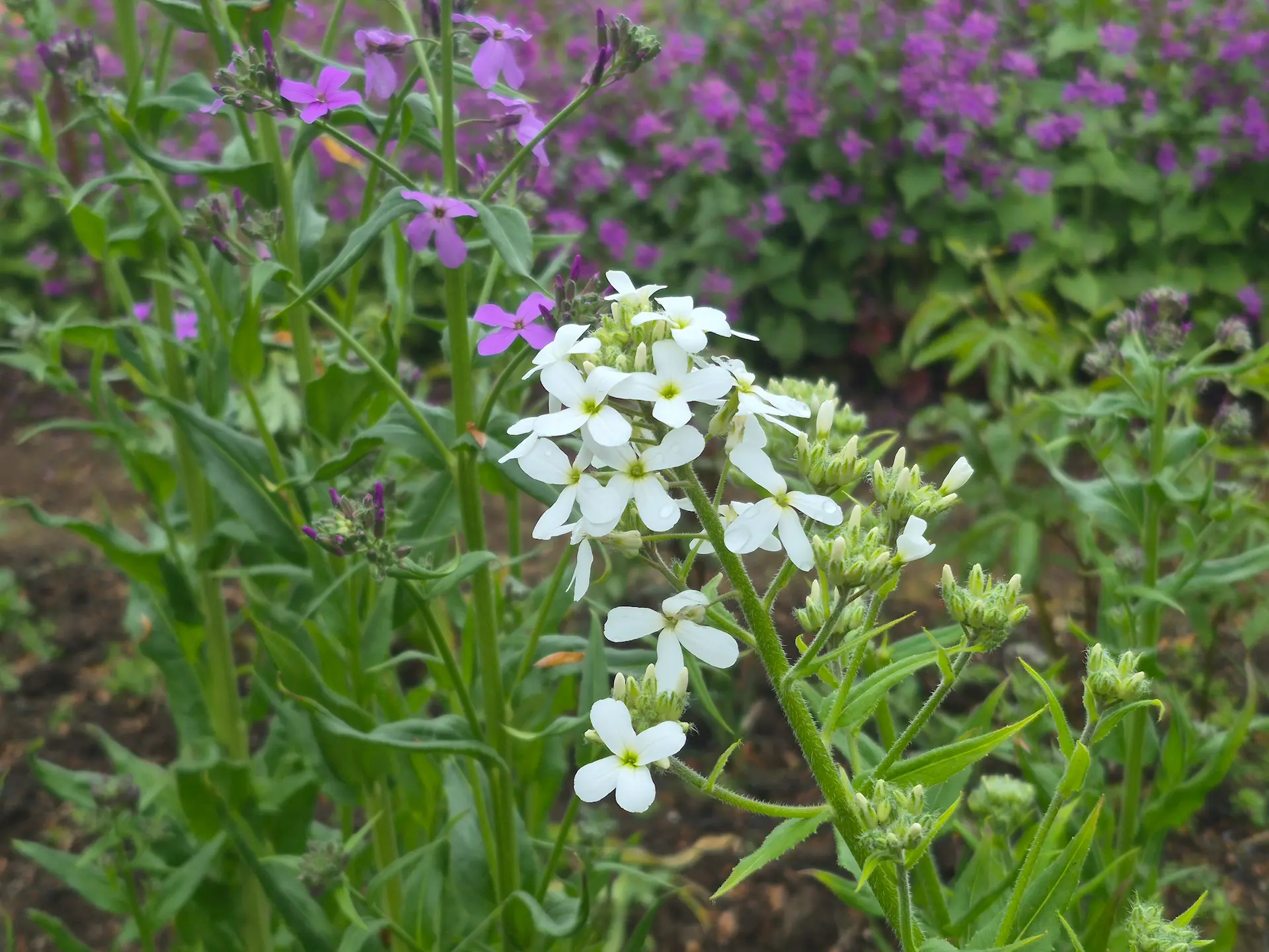 A cluster of small white four petaled flowers in sharp focus with a background of purple Dame's Rocket flowers at Marguerite Roses
