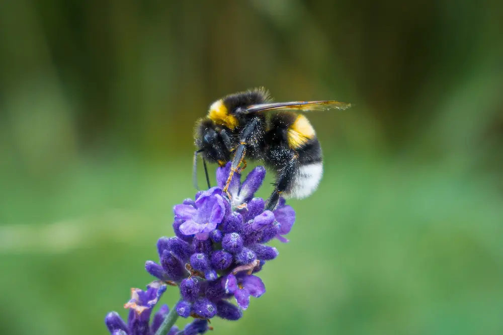 A white-tailed bumblebee pollinating lavender flowers at Marguerite Rose's Devon flower farm.