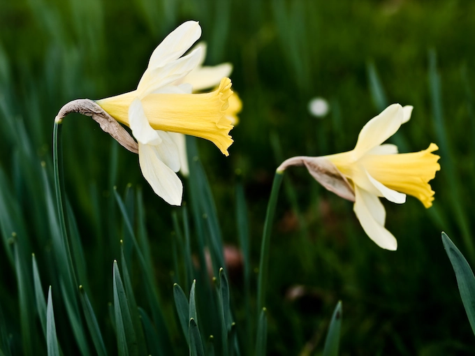 Pale yellow wild daffodils, known as Lent Lilies, blooming in a field in Devon for Easter