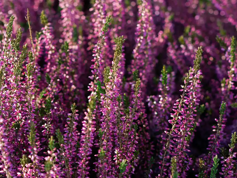 A dense field of vibrant pink and purple Winter Heather blooms with green evergreen foliage, grown by Marguerite Rose in Devon