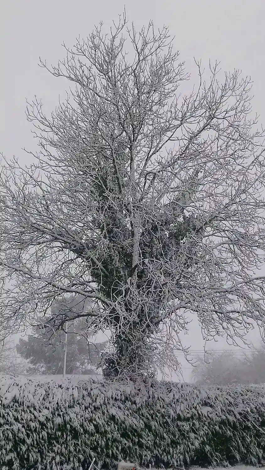 A serene winter view of Marguerite Roses flower farm in Devon, showing a snow-dusted country lane bordered by wooden gates and bare trees, with distant Devon hills visible under a pale winter sky