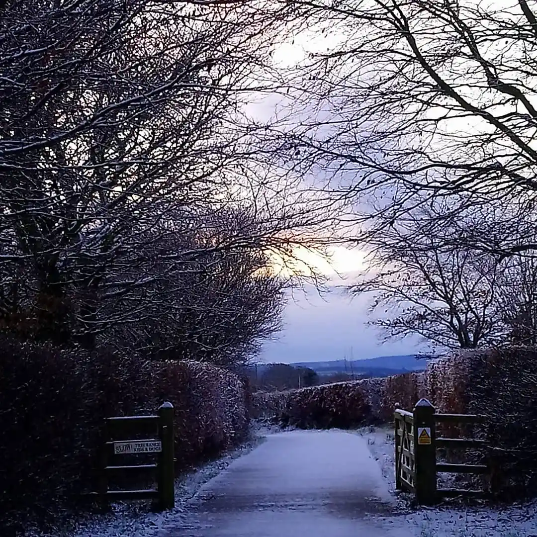 Snow-covered country lane at Marguerite Roses flower farm in Devon with bare winter trees framing rolling hills